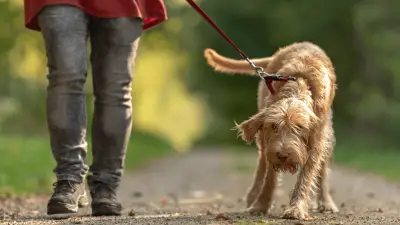 The 5 Best Leashes for Dogs That Pull