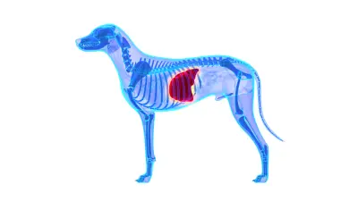 Liver Disease in Dogs | Causes & Treatment