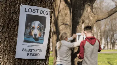 ¿Qué puede hacer si su perro se pierde?