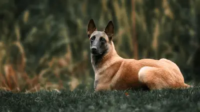 Belgian Malinois: Fun Facts About the Favorite K-9 Dog