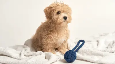 Maltipoo - 9 Important Things You Need To Know