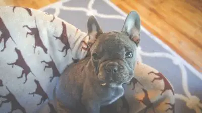 Mini French Bulldog - Things to Know Before You Get One