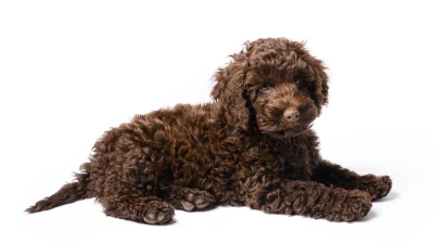 Fun Facts About Mini Labradoodle
