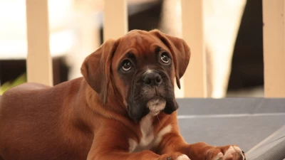 What is a Miniature Boxer?