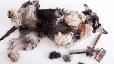 Miniature Schnauzer Grooming - How To Do It Correctly