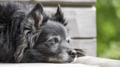 Artritis en perros: ¿cómo manejarla?