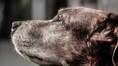 Savjeti i važnost dresiranja starijih pasa
