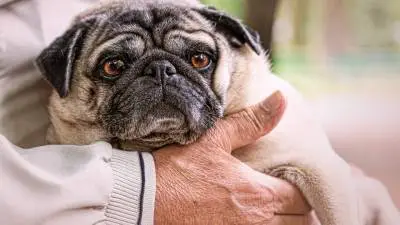 Novox za pse: uporaba, doziranje i nuspojave