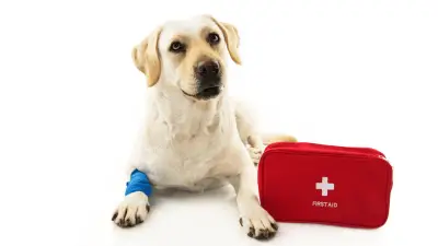 3 najčešća ortopedska problema kod pasa
