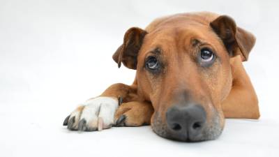 Luxación rotuliana en perros: síntomas y tratamiento