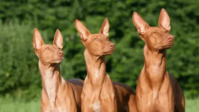 Las 7 mejores razas de perros egipcios