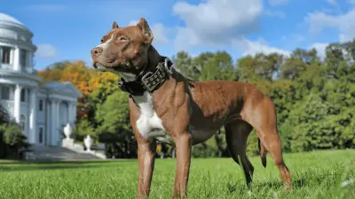 Traits About American Pit Bull Terrier Temperament