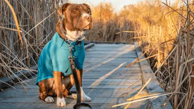 Prong collar: Yes or No?