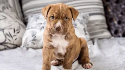 Pocket Pitbull - Small But Fascinating Dog