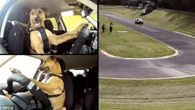 Did You Know Dogs Can Drive?