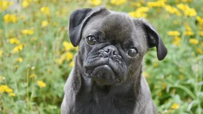 5 Best Dog Foods for Pugs & How to Choose Them?