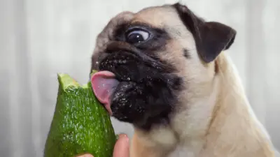 Why You Shouldn't Feed Your Dog Avocado?