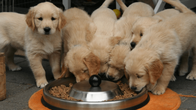 Top 9 Best Puppy Food 2022
