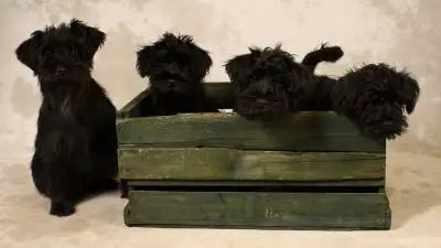 Best Wooden Dog Crates in 2022