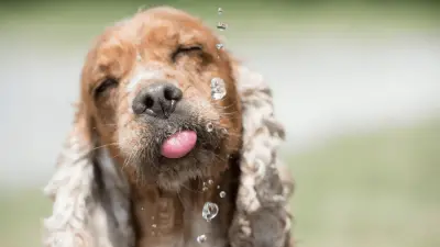 Koliko vode dnevno treba piti štene?