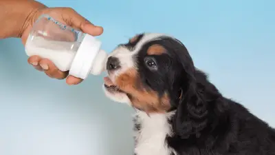 Kozje mlijeko za pse - prednosti i nedostaci