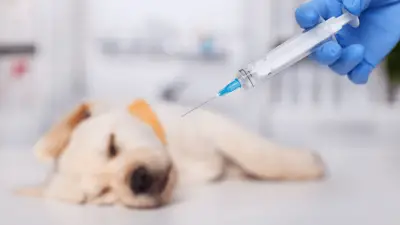Programma di ripresa del cucciolo: tutto sui vaccini