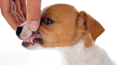 When Do Puppy Teeth Fall Out & When To Worry