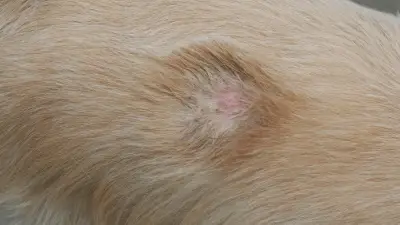 Ringworms in Dogs - Signs & Treatment