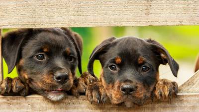 Dog Breeders Recommendation: Best Dewormers for Puppies