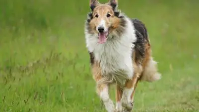 Top 7 List - Scottish Dog Breeds