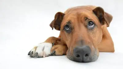 What Is Megaesophagus In Dogs? How Dangerous Is It?