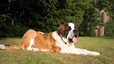 Saint Bernard - How They Became Search and Rescue Dogs