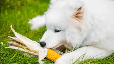 ¿Pueden los perros comer maíz?