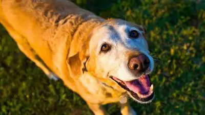 7 savjeta za poboljšanje kvalitete života vašeg starijeg psa