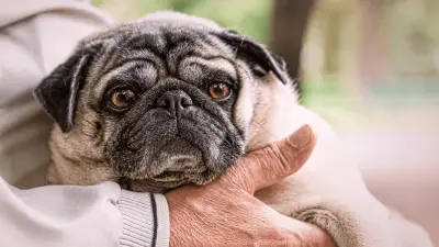 Pug Rescue - Top Places To Adopt a Pug
