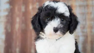 Sheepadoodle - 7 Important Things About These Dogs