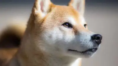500+ Best Japanese Dog Names