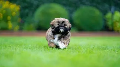 Here’s How to Pick the Best Dog Food for Shih Tzus