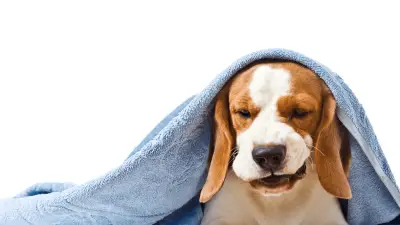 Tos de las perreras: síntomas, tratamiento y prevención