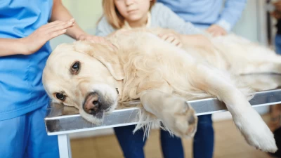 Tumor de mastocitos en perros: causa, síntomas y diagnóstico