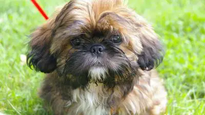 Top 60 List: Small Dog Breeds