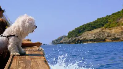 7 savjeta za sigurnu plovidbu sa psima
