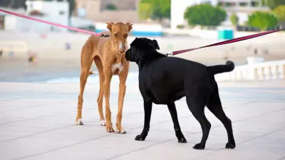 Come presentare i cani