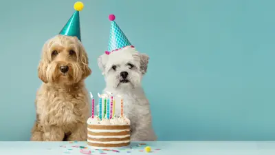 Should You Share Cake With Your Dog?
