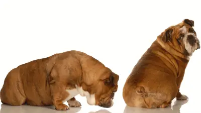 Glándulas anales en perros: todo lo que necesitas saber