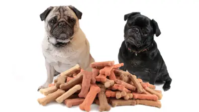 Best Dog Treats and How to Choose Them