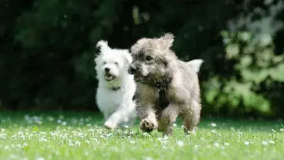 How Much Exercise Is Safe For Puppies?