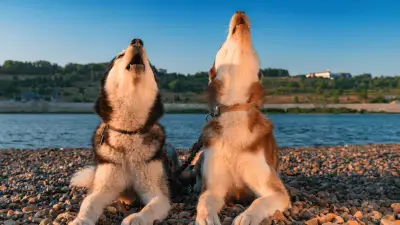 Dog Howling: Why They Do It And How To Stop It?