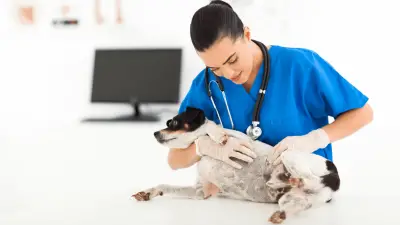 Infección renal en perros: causas, signos y tratamiento