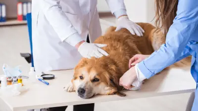 Metronidazole For Dogs